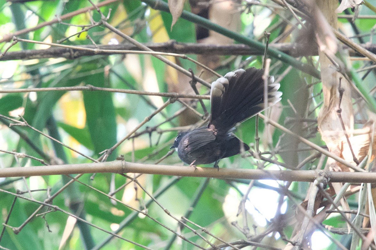 White-throated Fantail - ML643746367