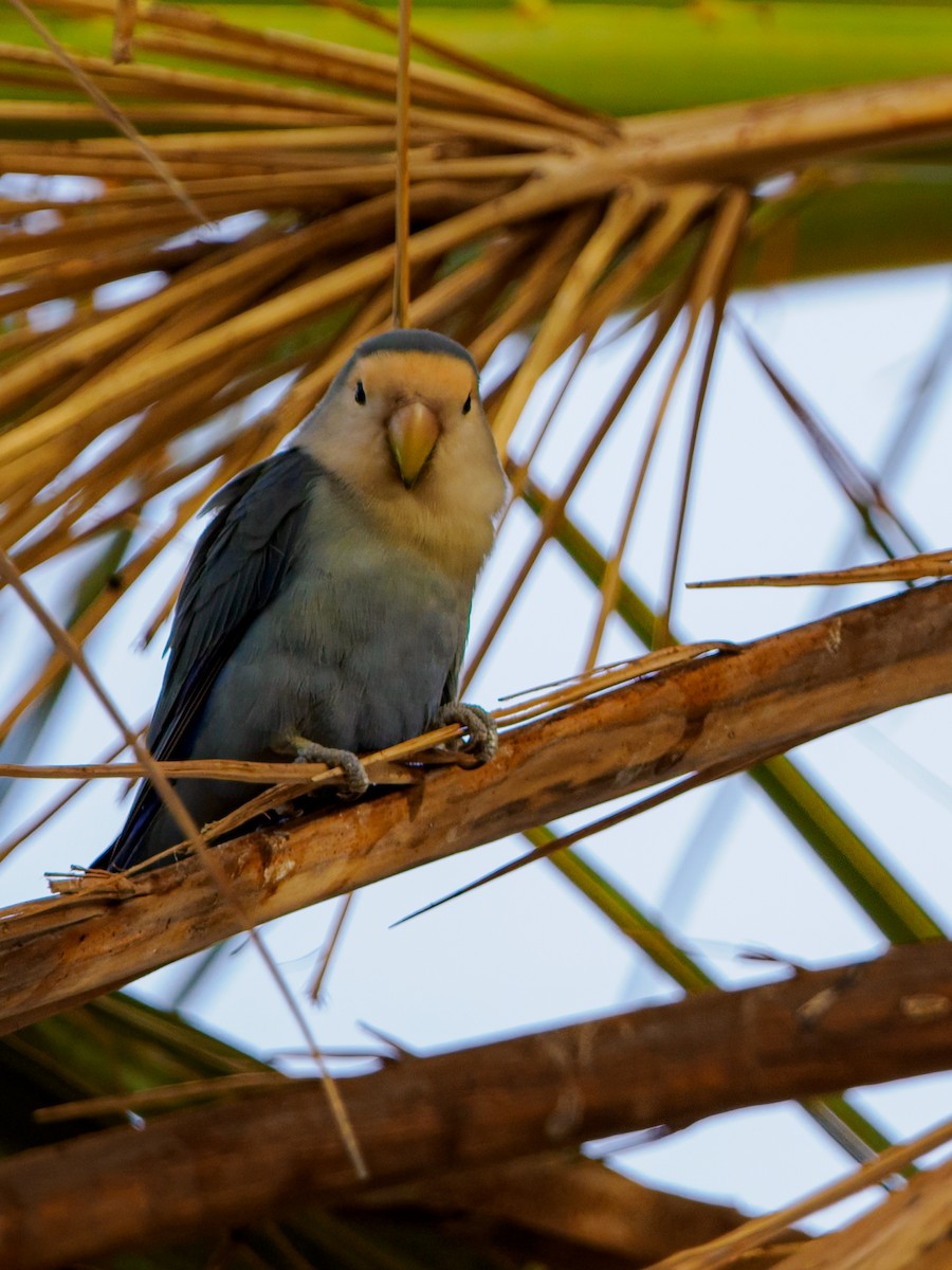 Rosy-faced Lovebird (Domestic type) - ML643746394
