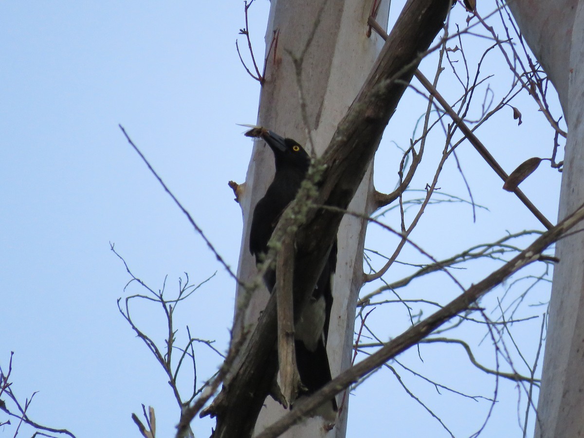 flétňák stračí - ML643746399