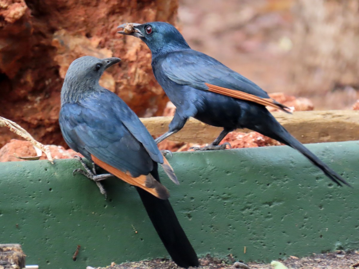 Red-winged Starling - ML643746402