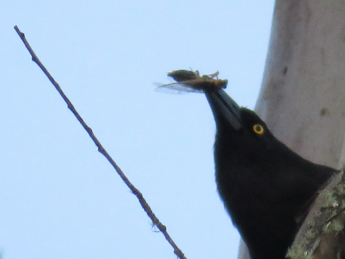 flétňák stračí - ML643746403