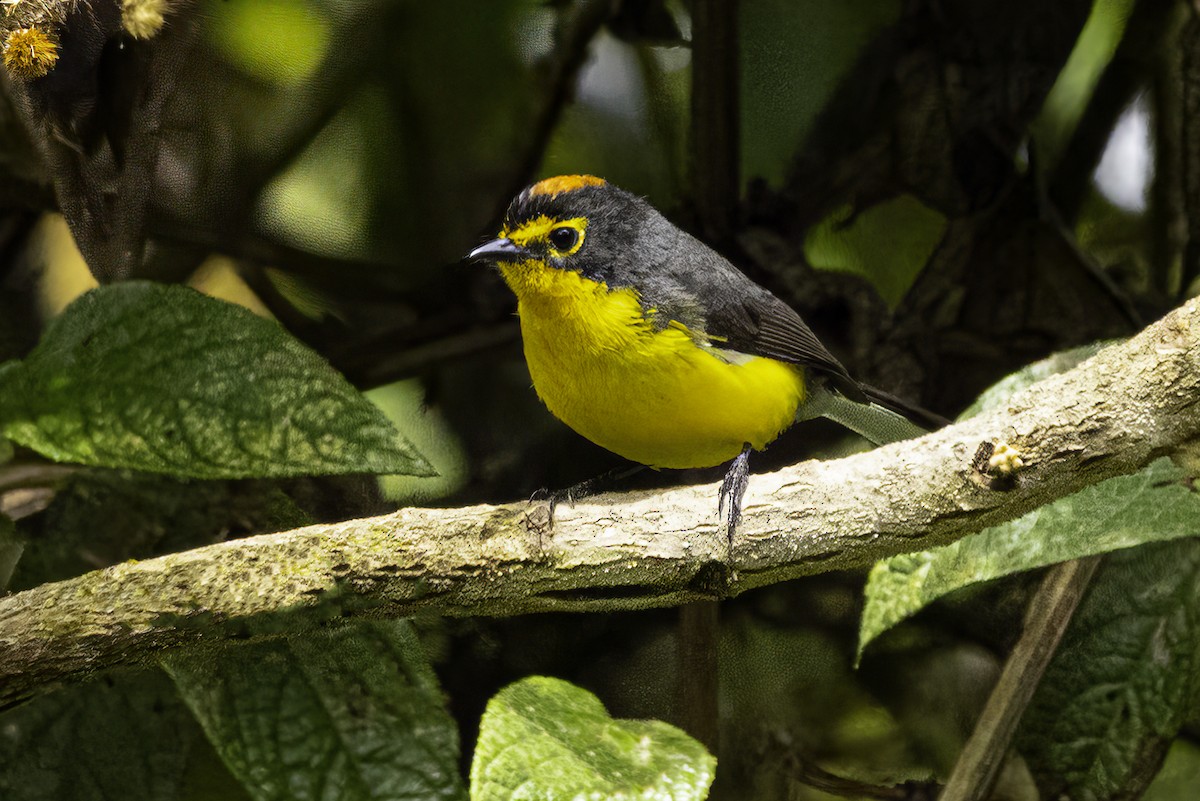Spectacled Redstart - ML643746410
