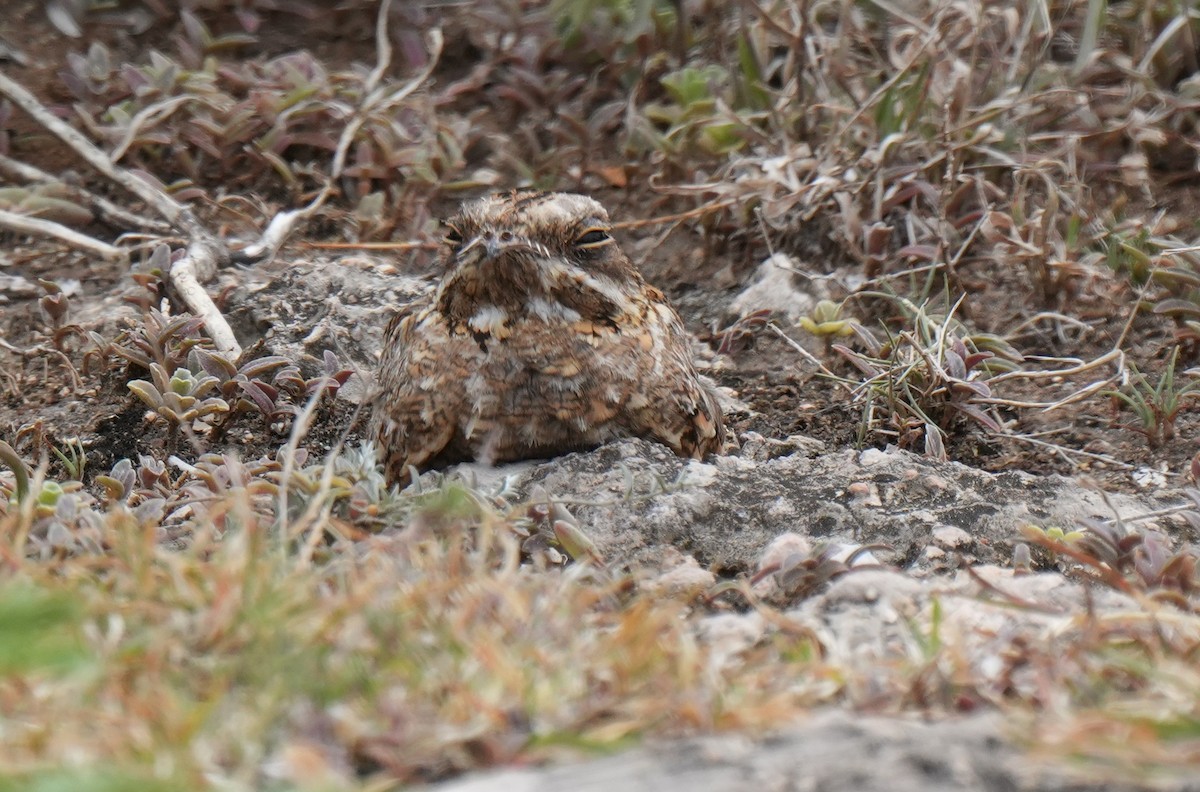 Hint Çobanaldatanı - ML643746432