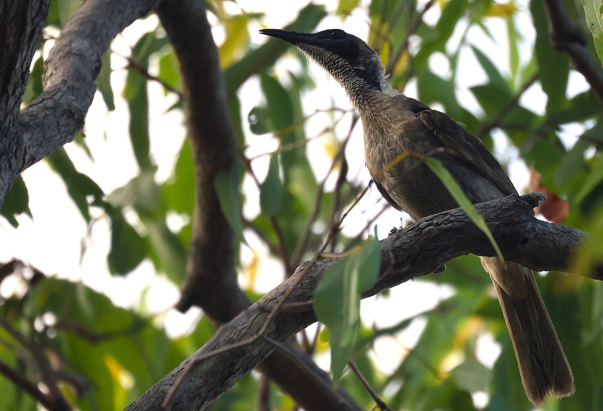 Helmeted Friarbird - ML643746434