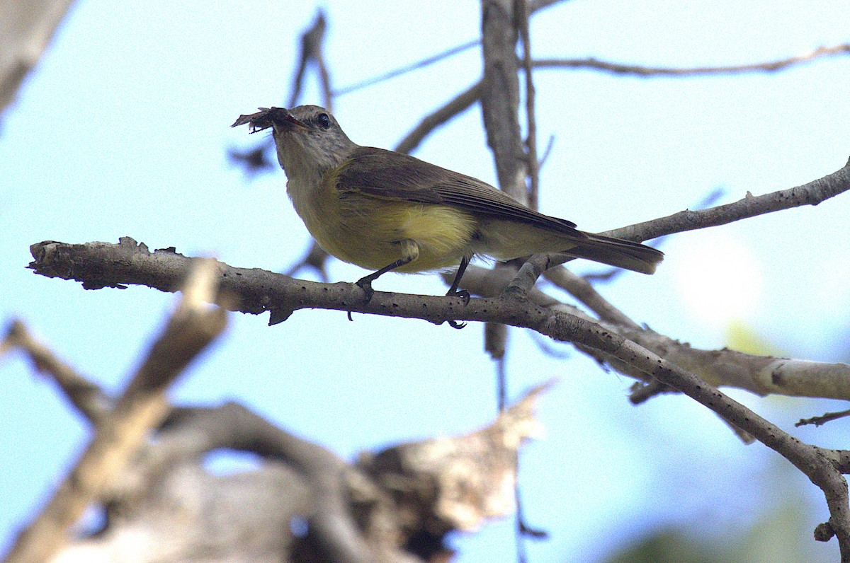 Lemon-bellied Flyrobin - ML643746443
