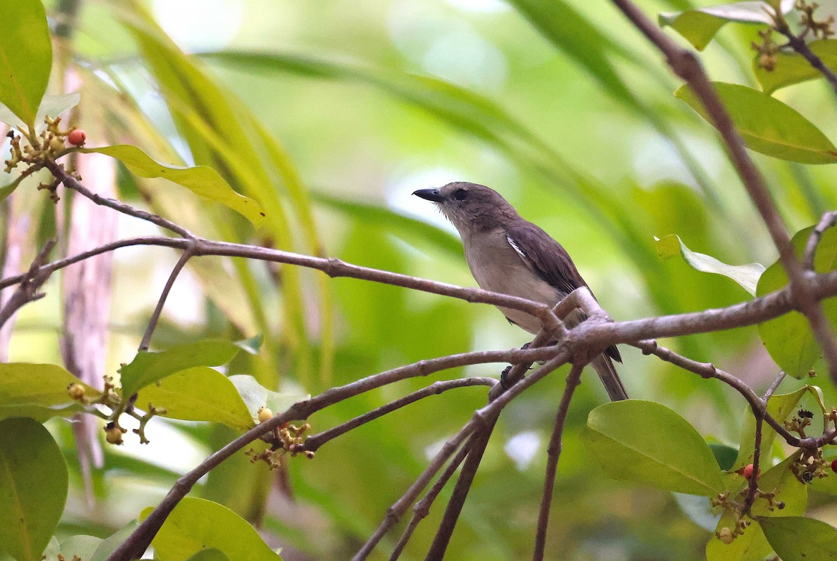 Gray Whistler - ML643746503