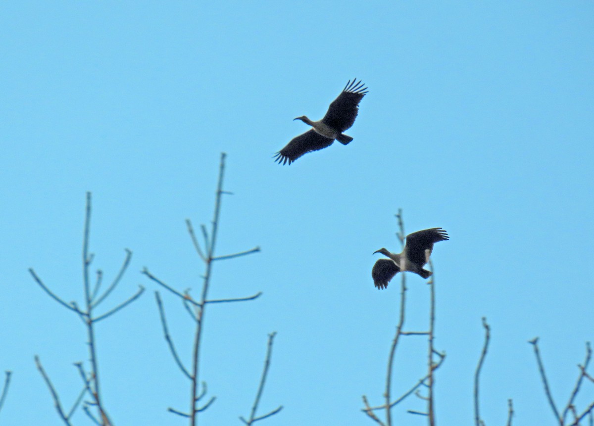 Hadada Ibis - ML643746508