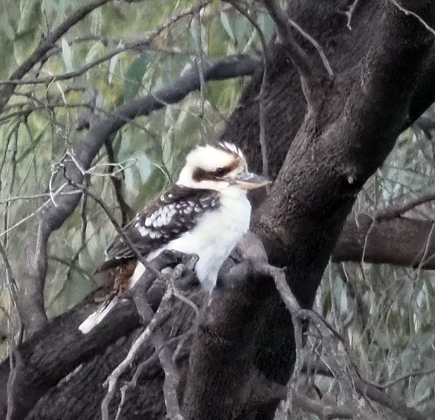 latterkokaburra - ML643746559