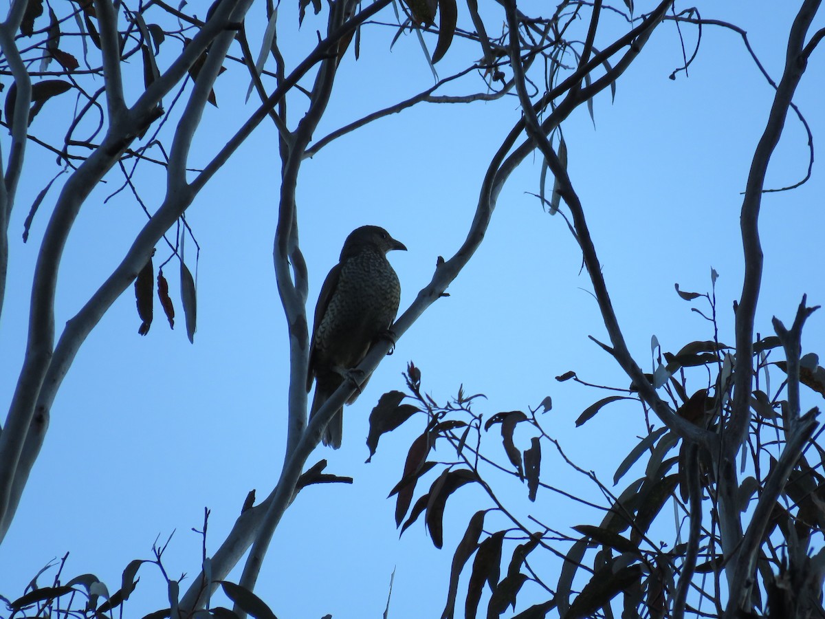 lemčík hedvábný - ML643746627