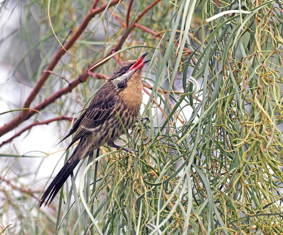 Spiny-cheeked Honeyeater - ML643746628