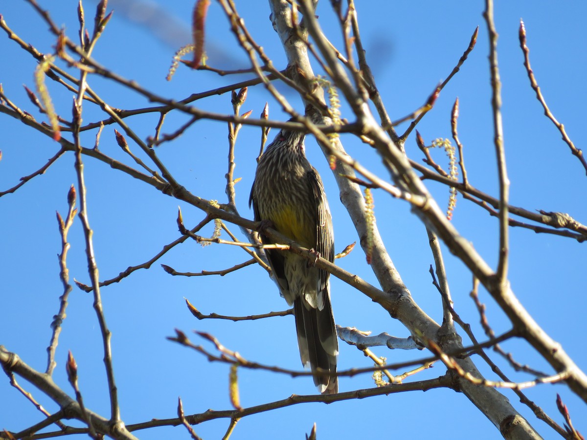 laločnatka jihoaustralská - ML643746643