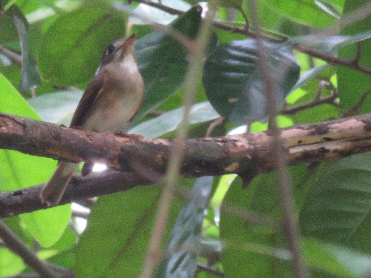 Brown-breasted Flycatcher - ML643746655