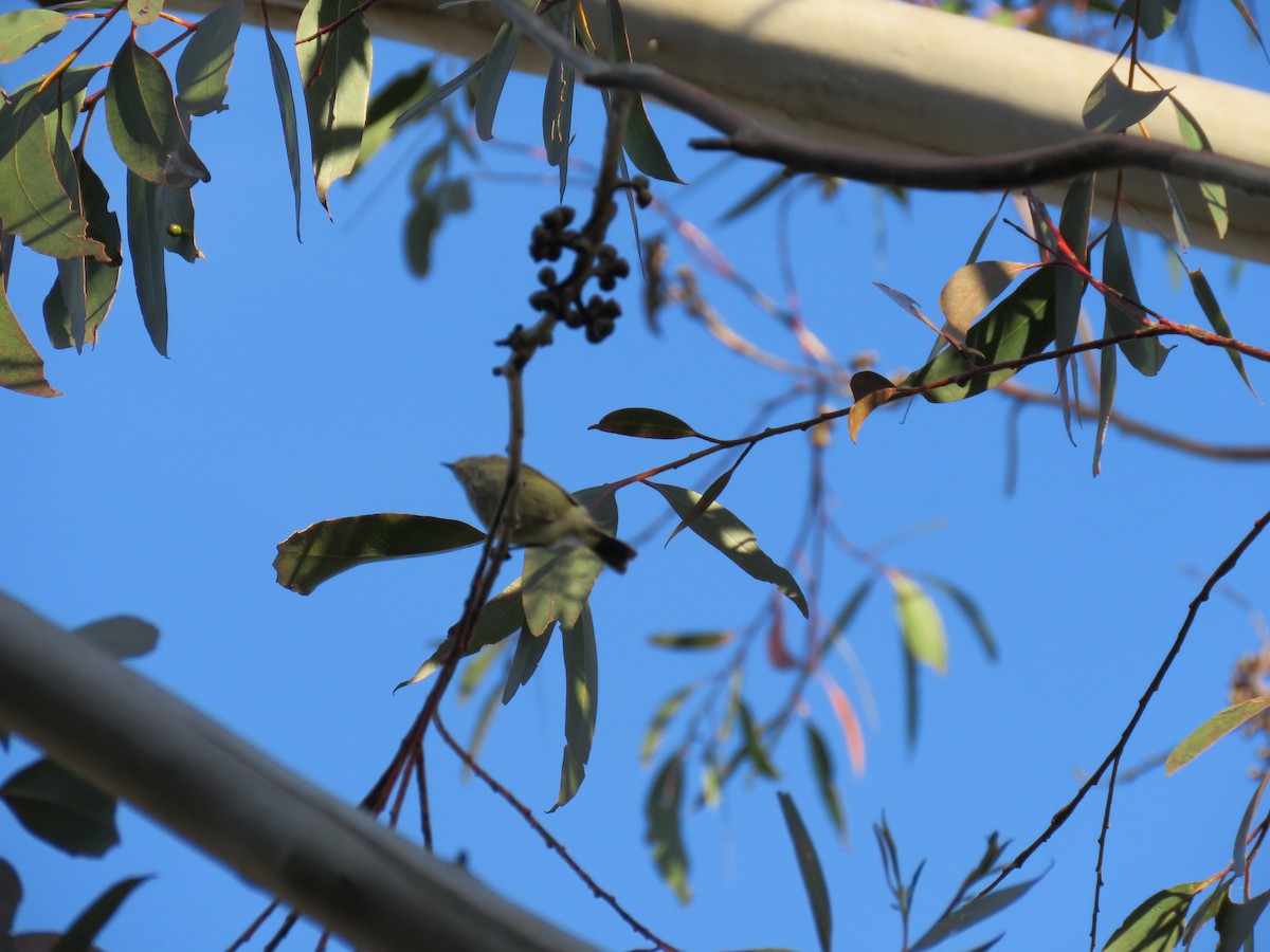 Yellow Thornbill - ML643746656