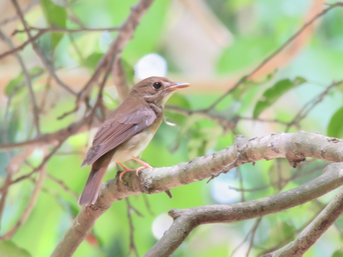 Brown-chested Jungle Flycatcher - ML643746661