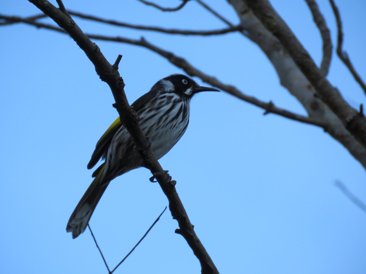 medosavka žlutokřídlá - ML643746666