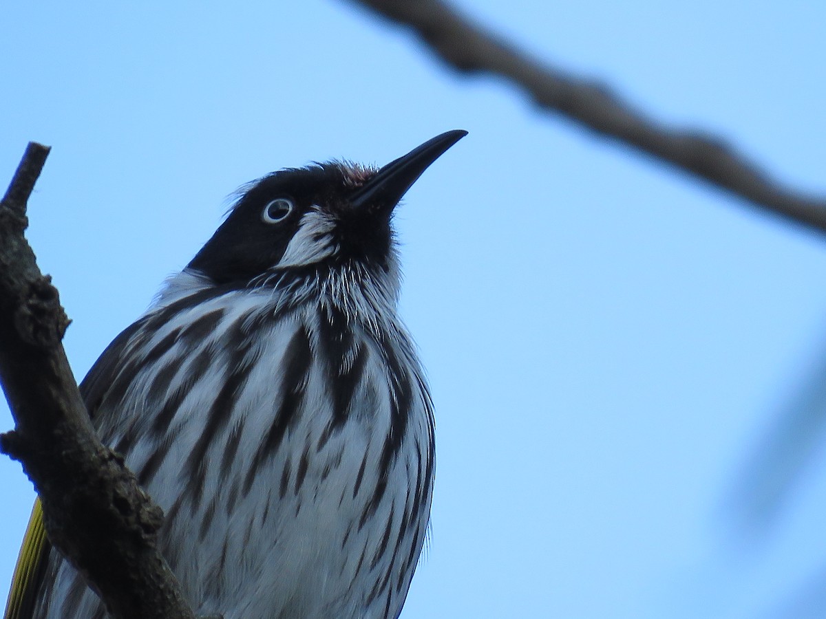 medosavka žlutokřídlá - ML643746667