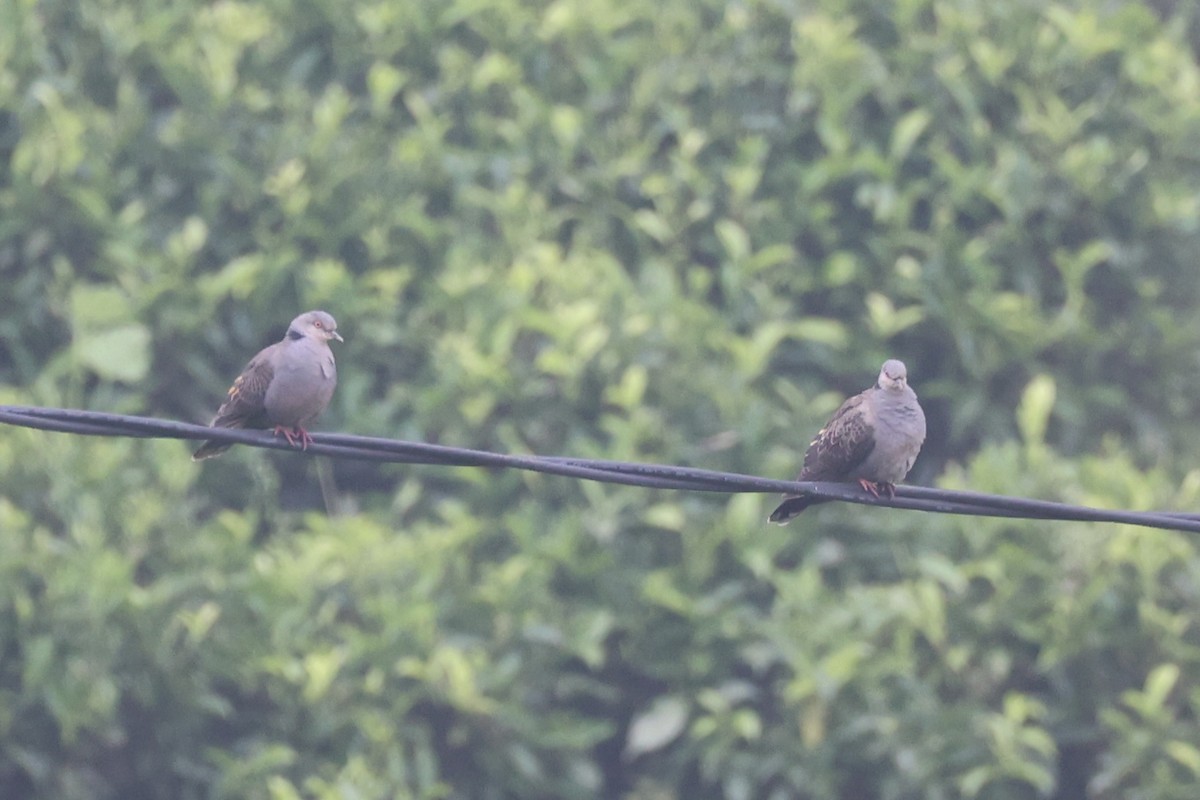 Dusky Turtle-Dove - ML643746669