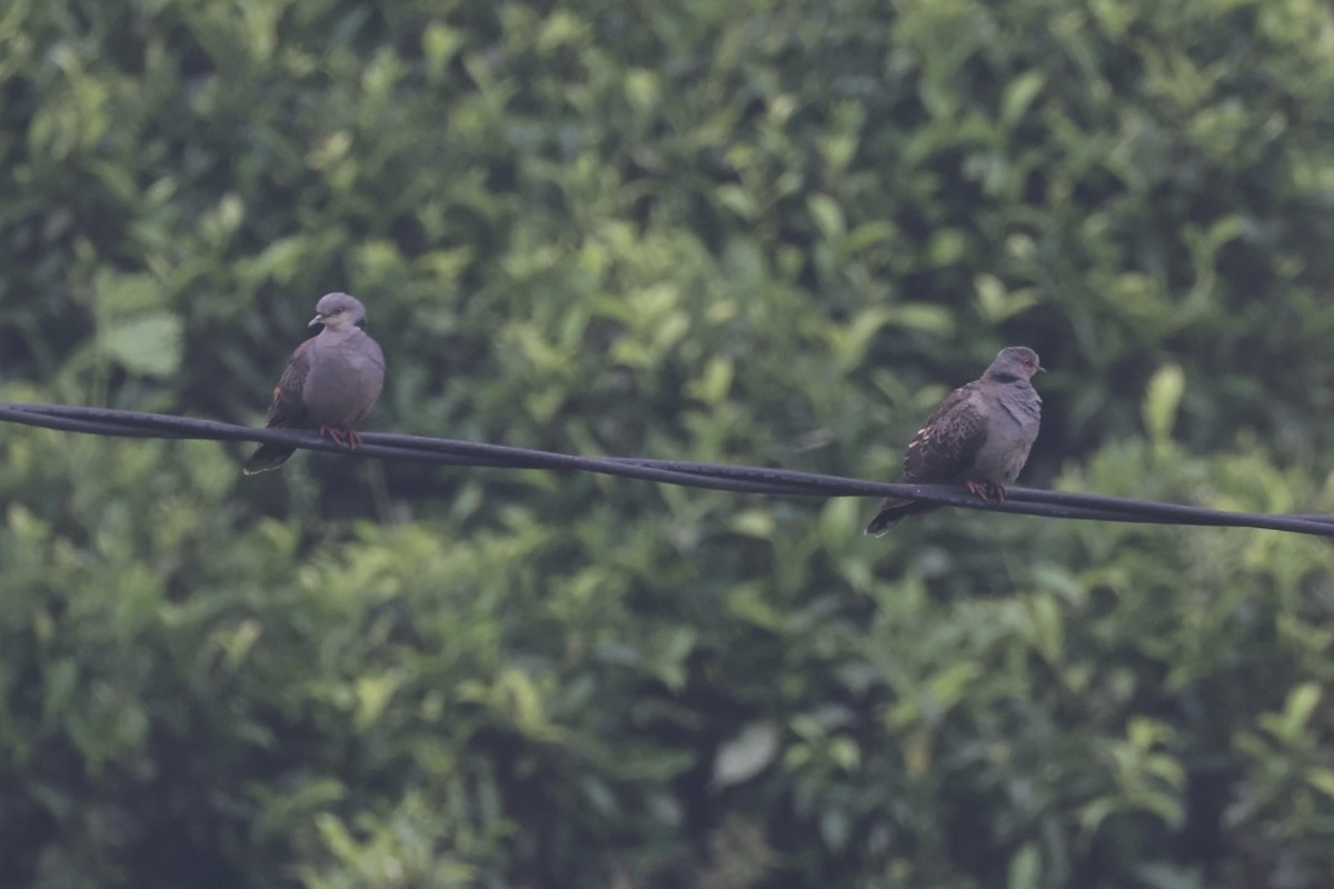 Dusky Turtle-Dove - ML643746670