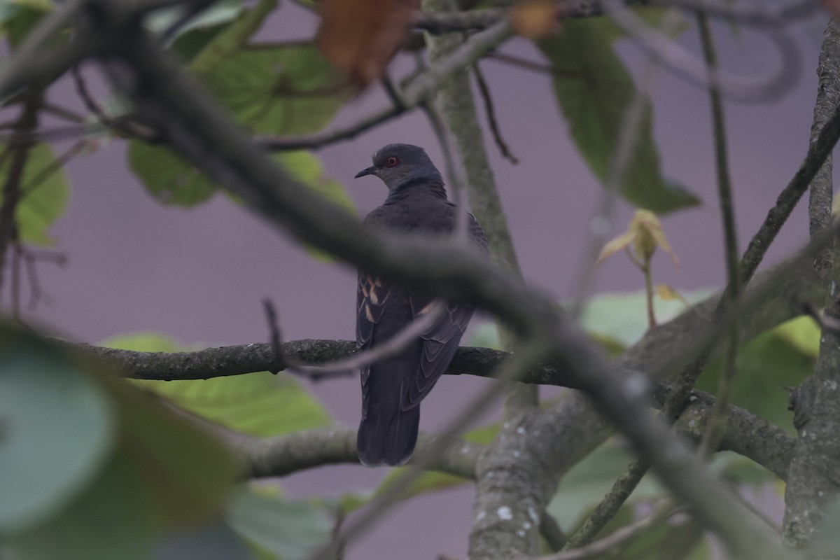 Dusky Turtle-Dove - ML643746671