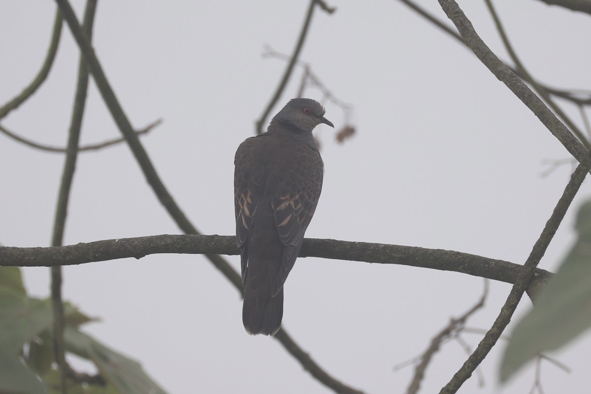 Dusky Turtle-Dove - ML643746672
