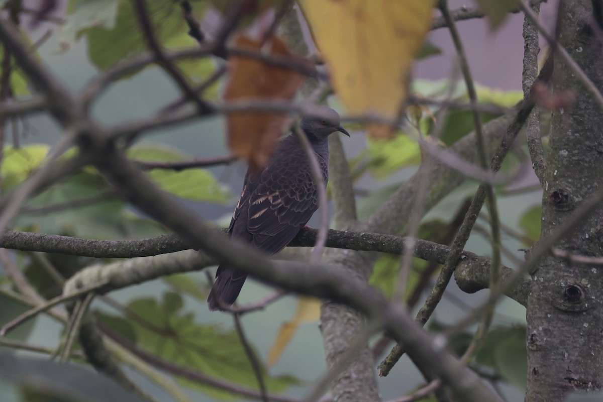 Dusky Turtle-Dove - ML643746673