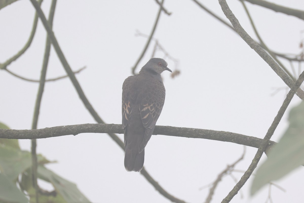 Dusky Turtle-Dove - ML643746674