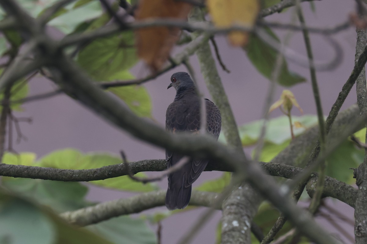 Dusky Turtle-Dove - ML643746675