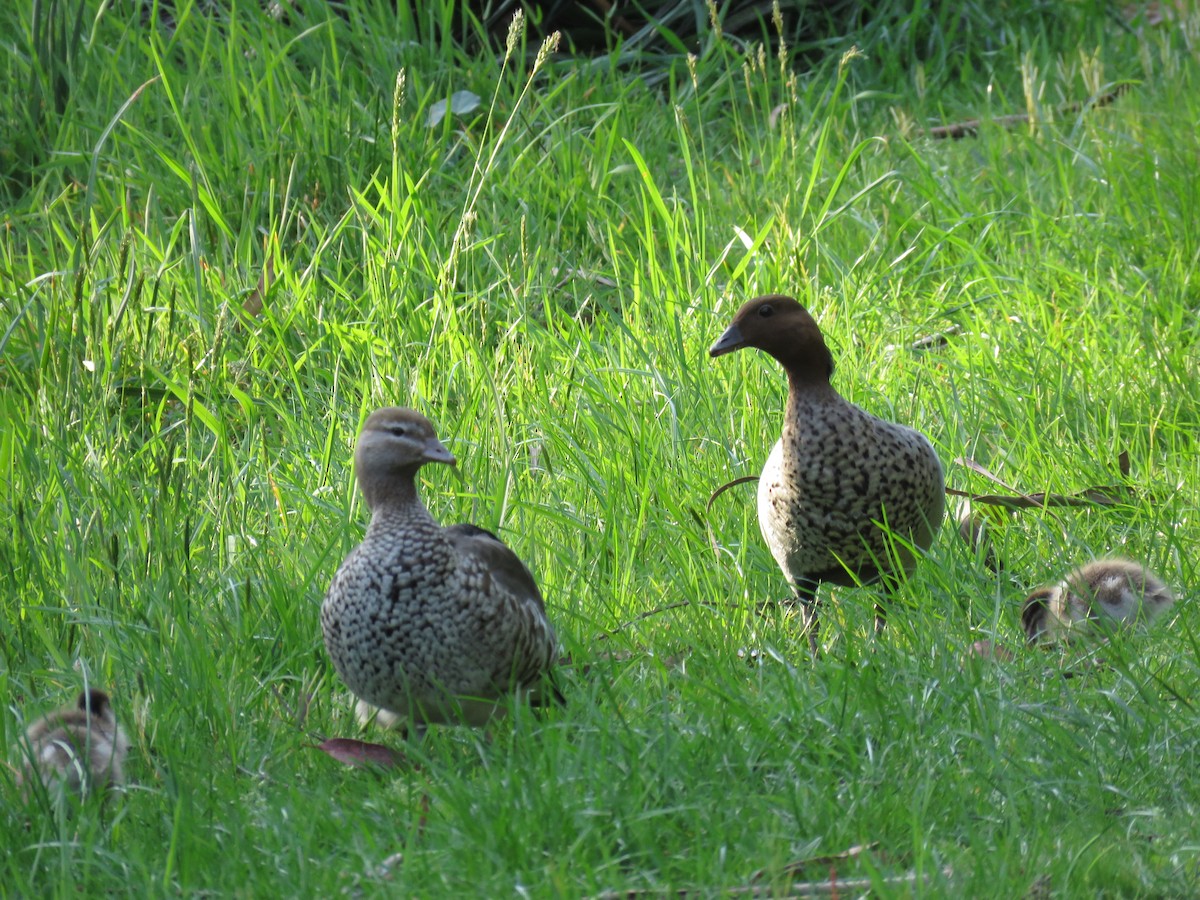 kachnička hřívnatá - ML643746704