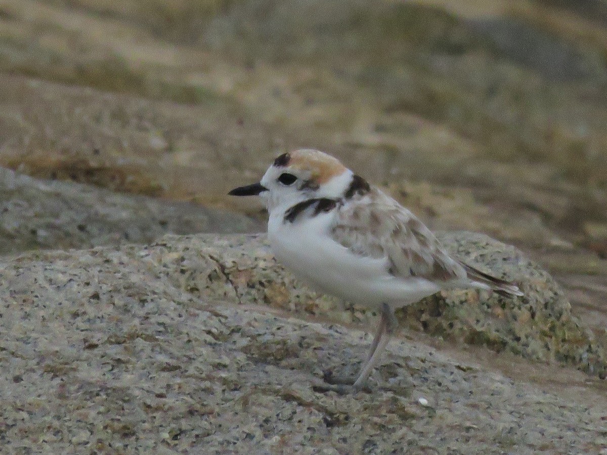 Malaysian Plover - ML643746709
