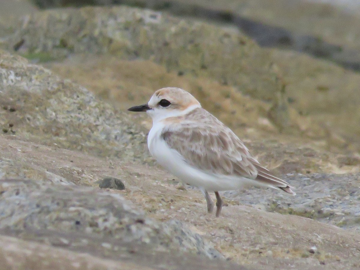 Malaysian Plover - ML643746710
