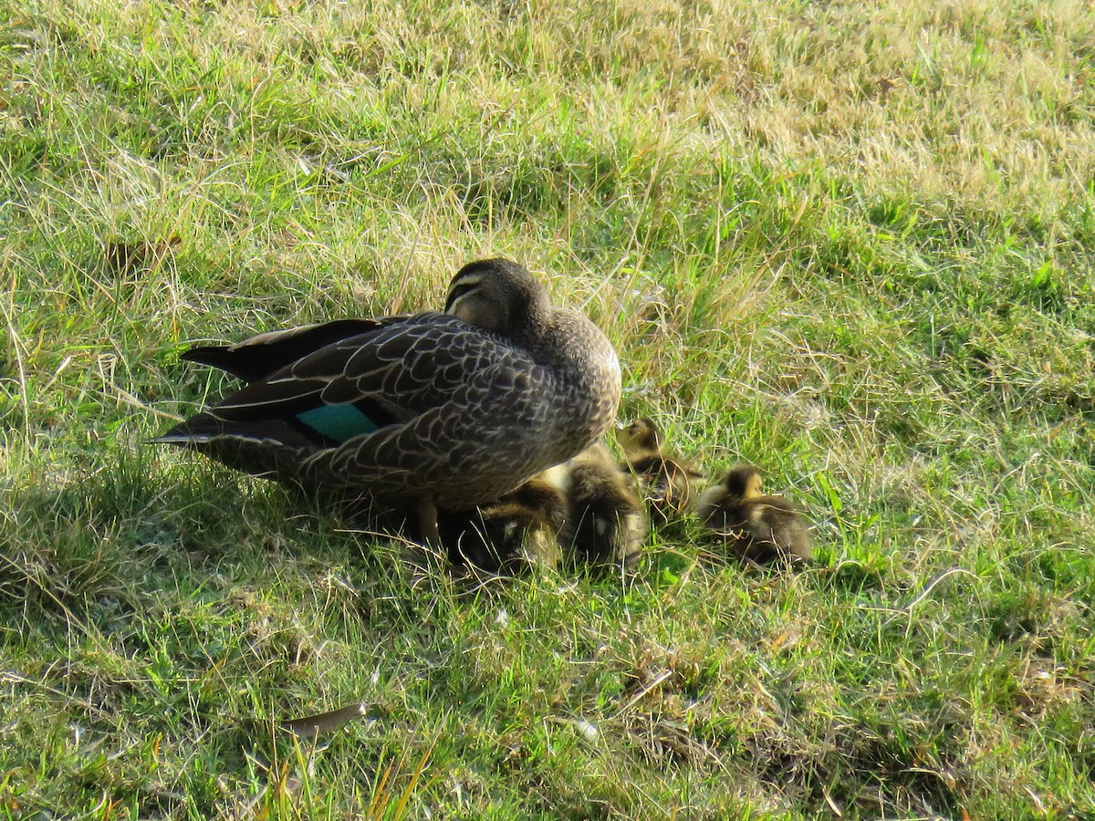 kachna pruhohlavá - ML643746712