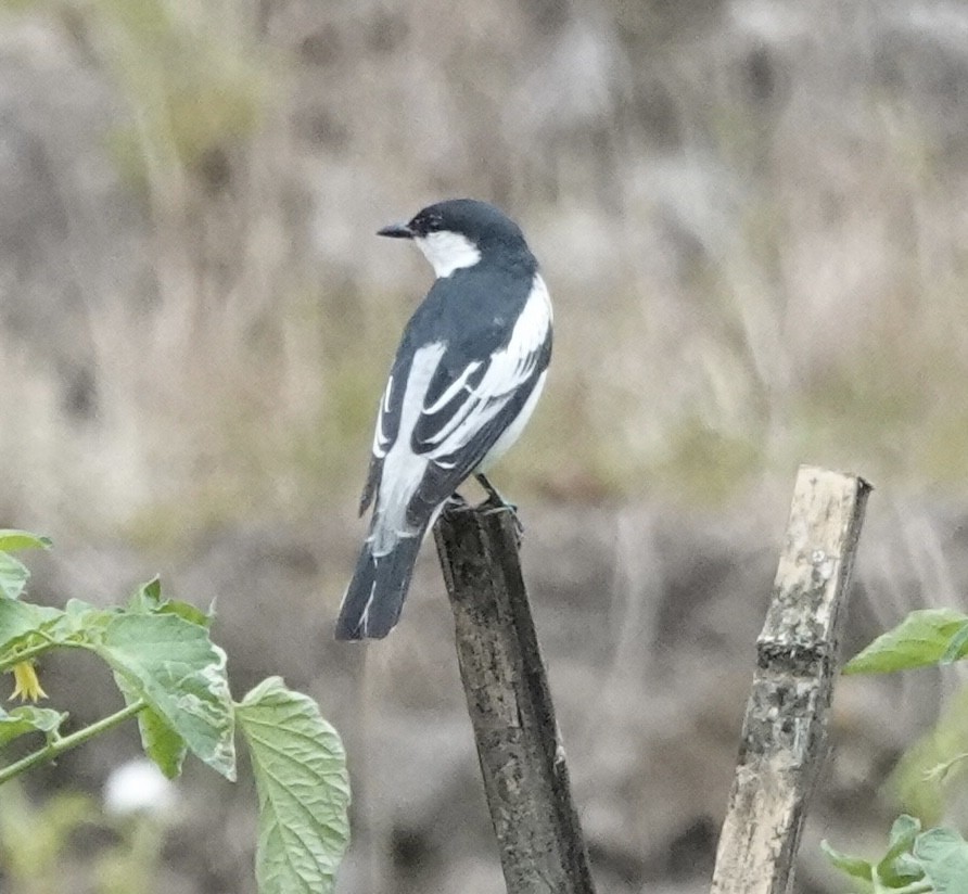 White-shouldered Triller - ML643746715