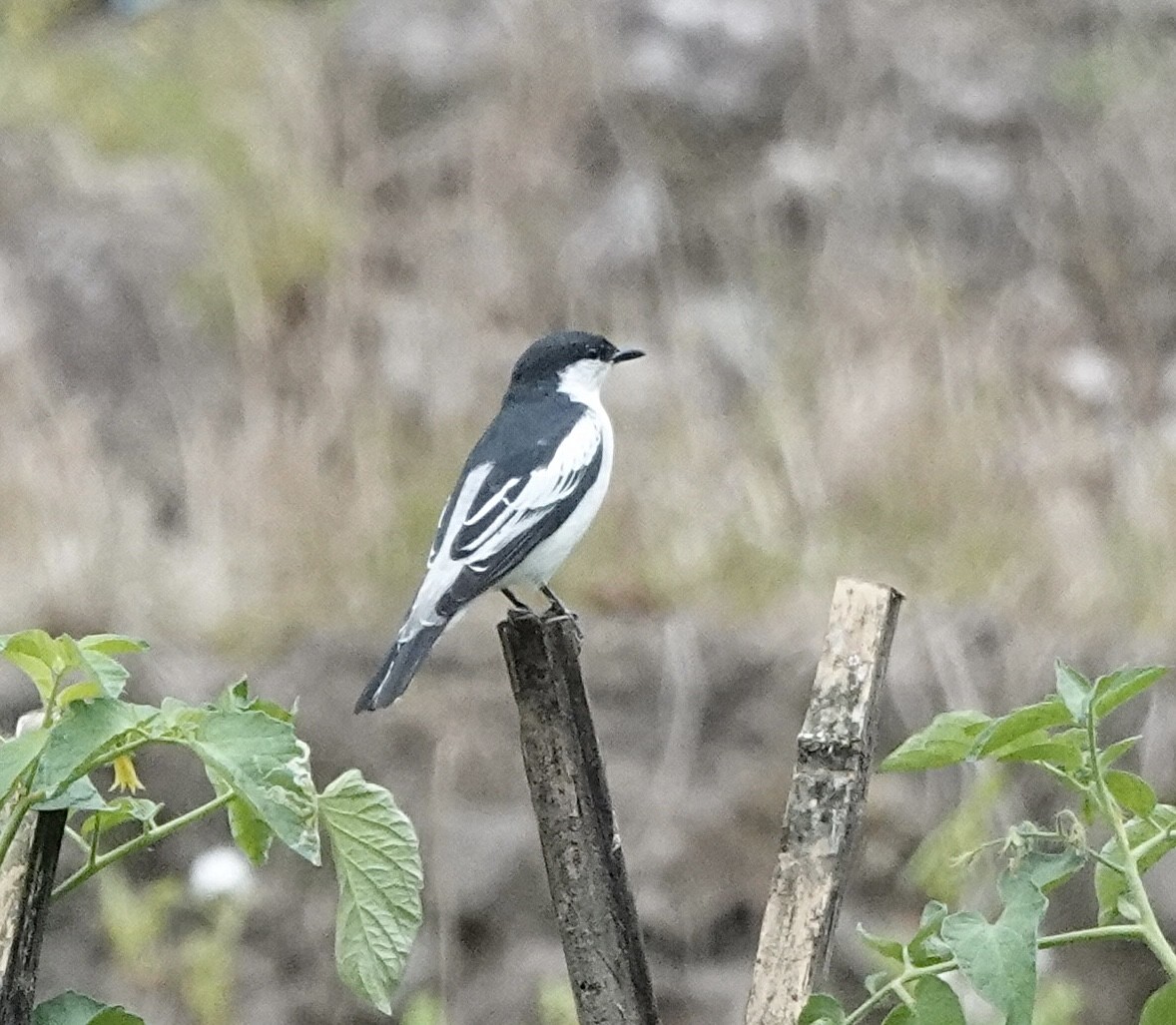 White-shouldered Triller - ML643746716