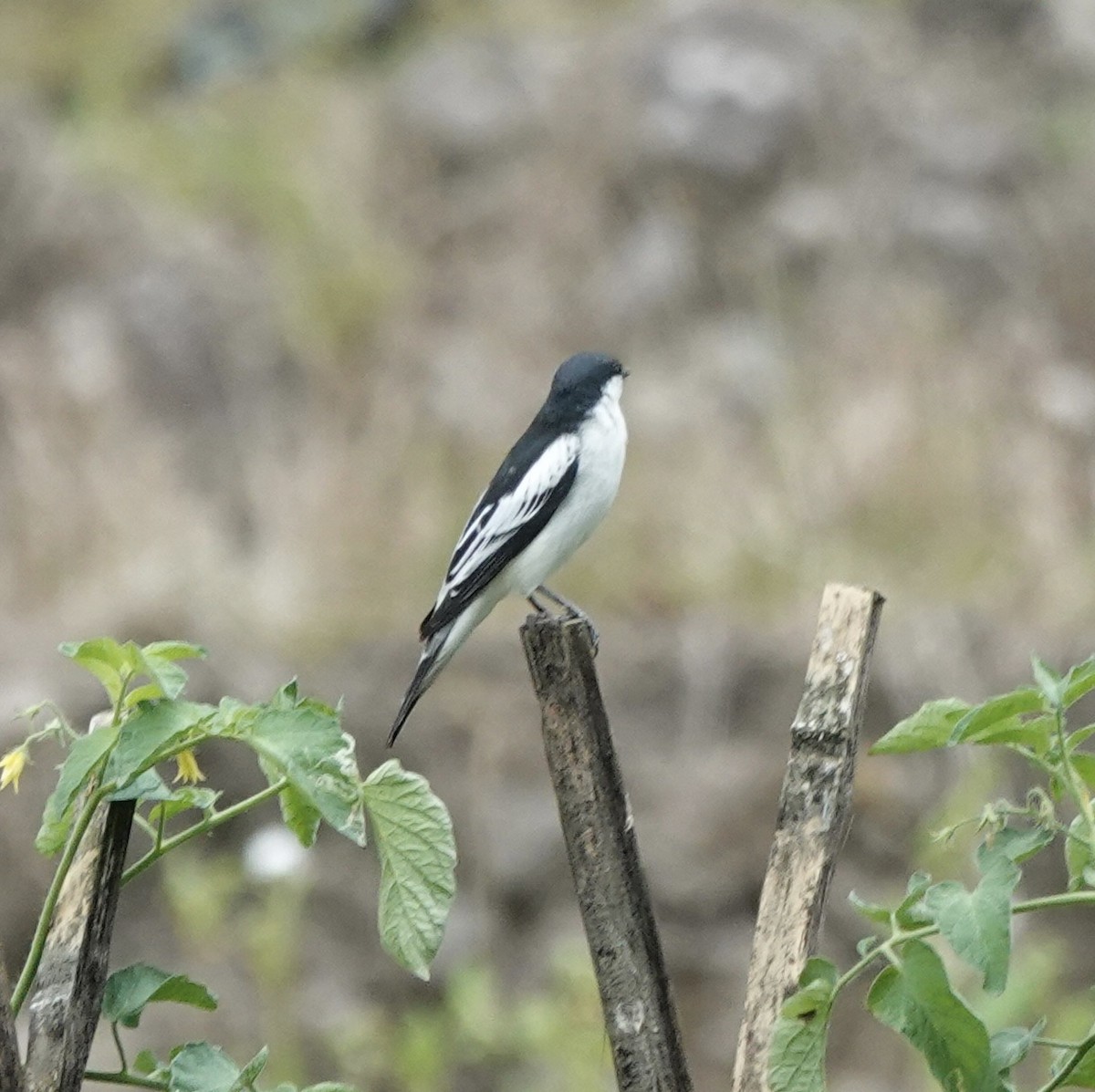White-shouldered Triller - ML643746717