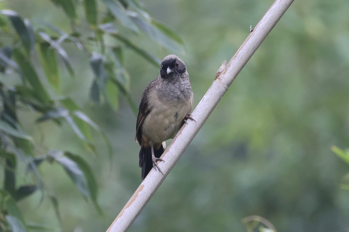Masked Laughingthrush - ML643746726