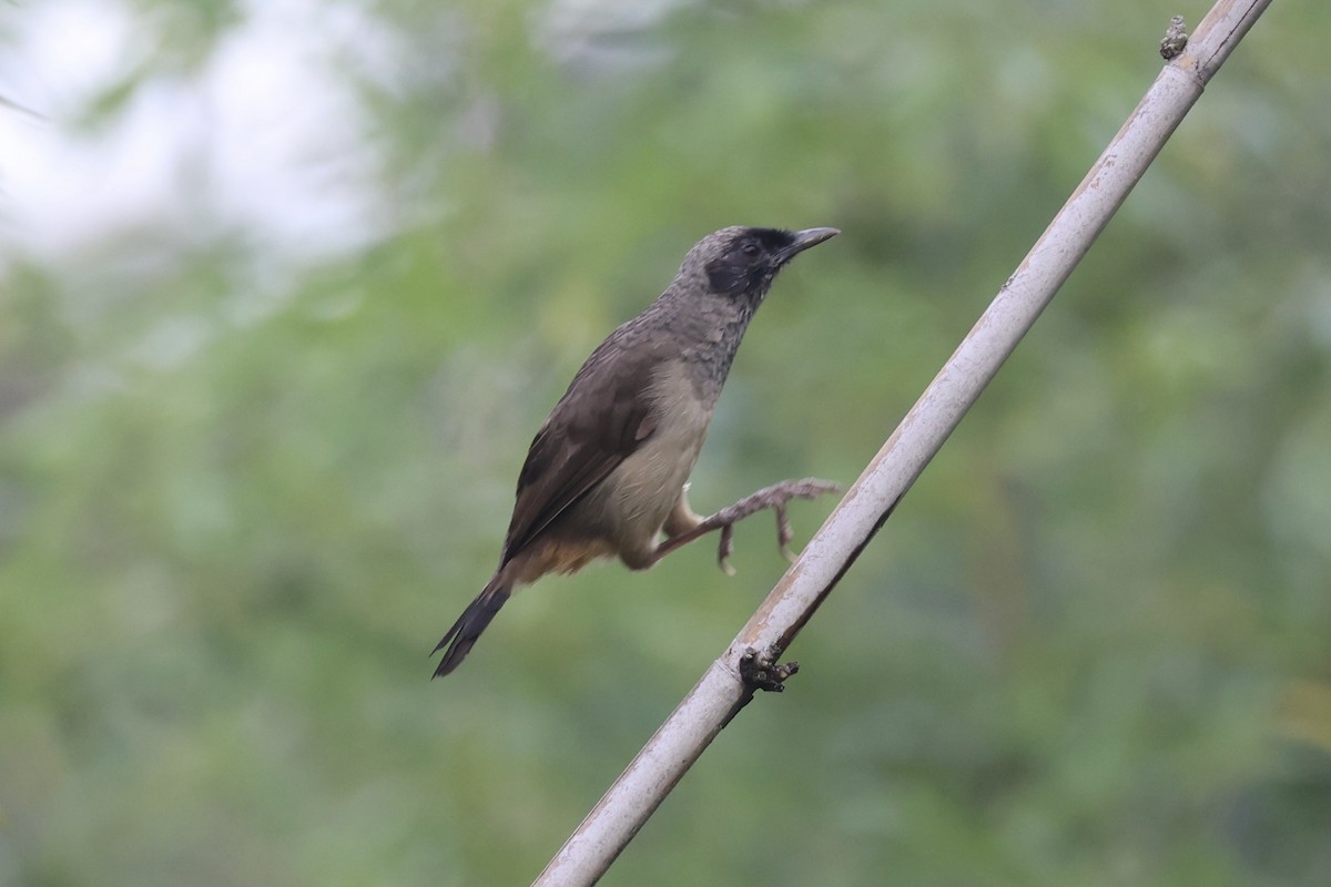 Masked Laughingthrush - ML643746727