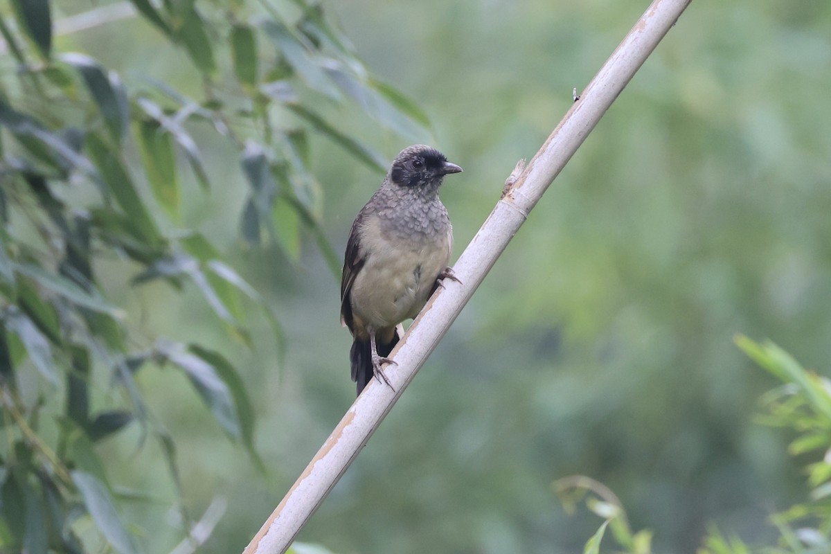 Masked Laughingthrush - ML643746728
