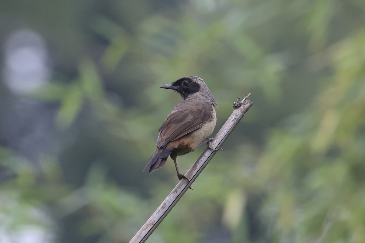 Masked Laughingthrush - ML643746729