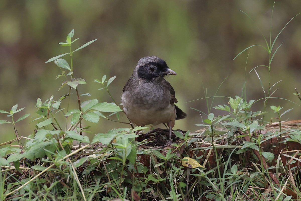 Masked Laughingthrush - ML643746730