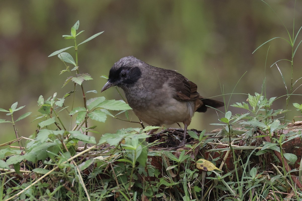 Masked Laughingthrush - ML643746731