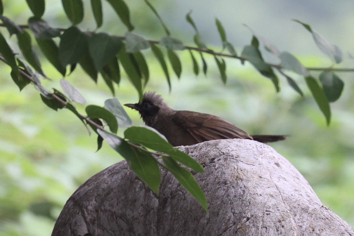 Masked Laughingthrush - ML643746732