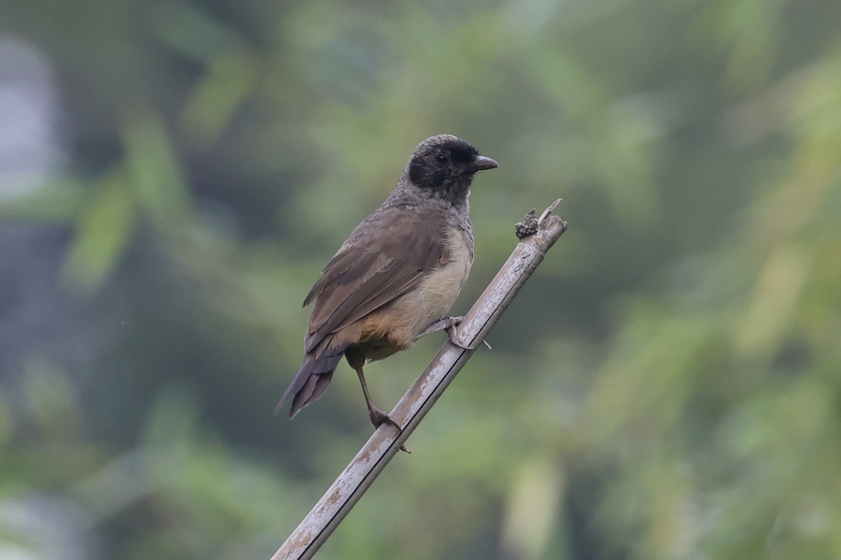 Masked Laughingthrush - ML643746733