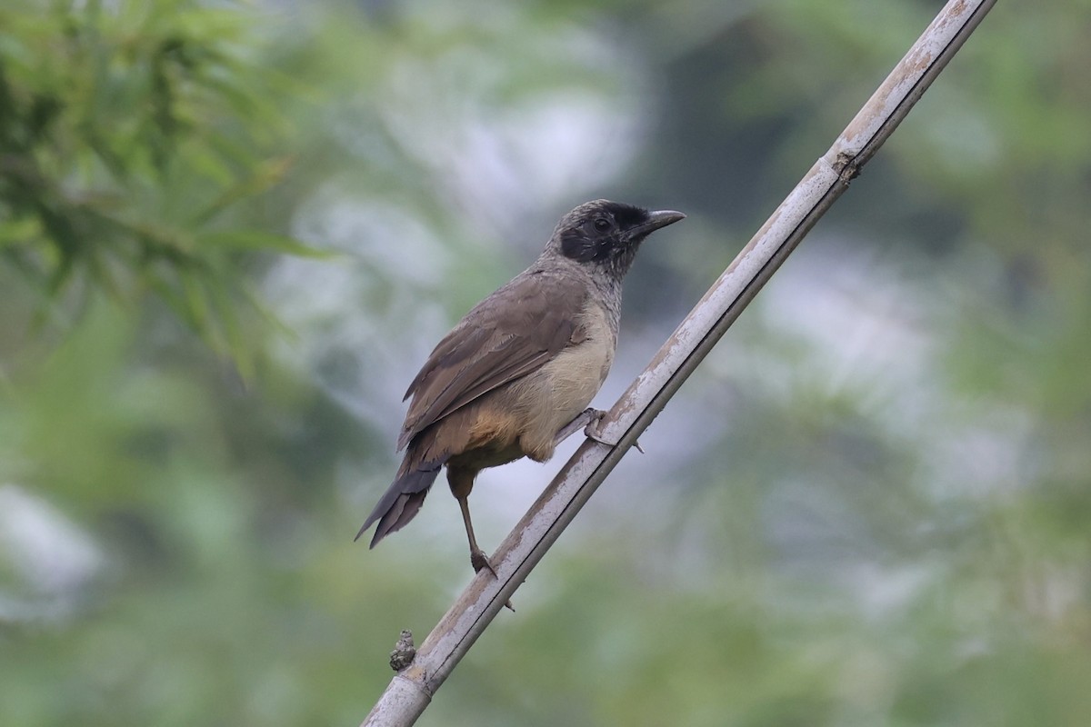 Masked Laughingthrush - ML643746734
