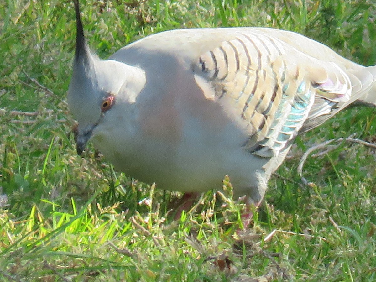 holub chocholatý - ML643746739