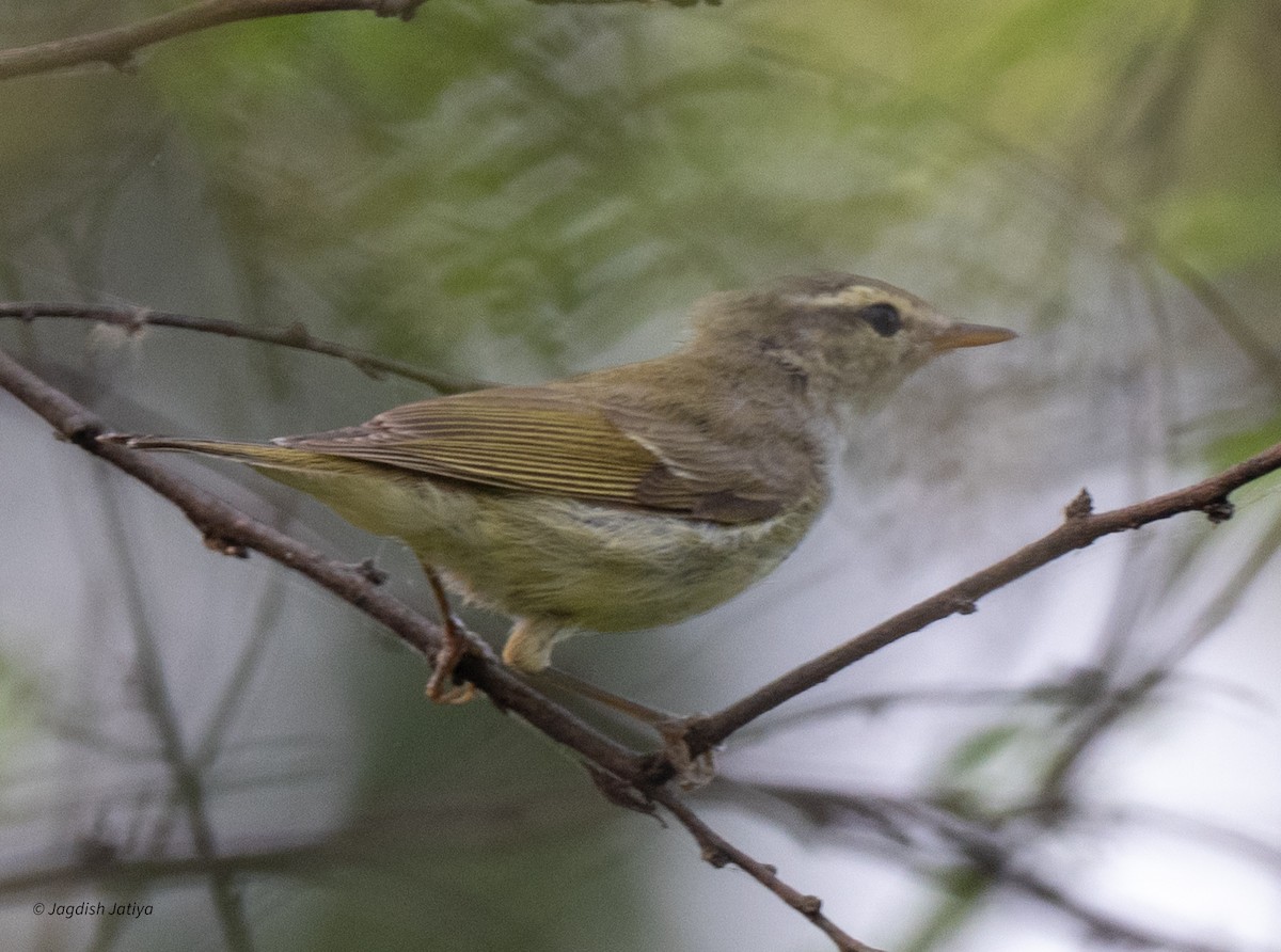 Greenish Warbler - ML643746749