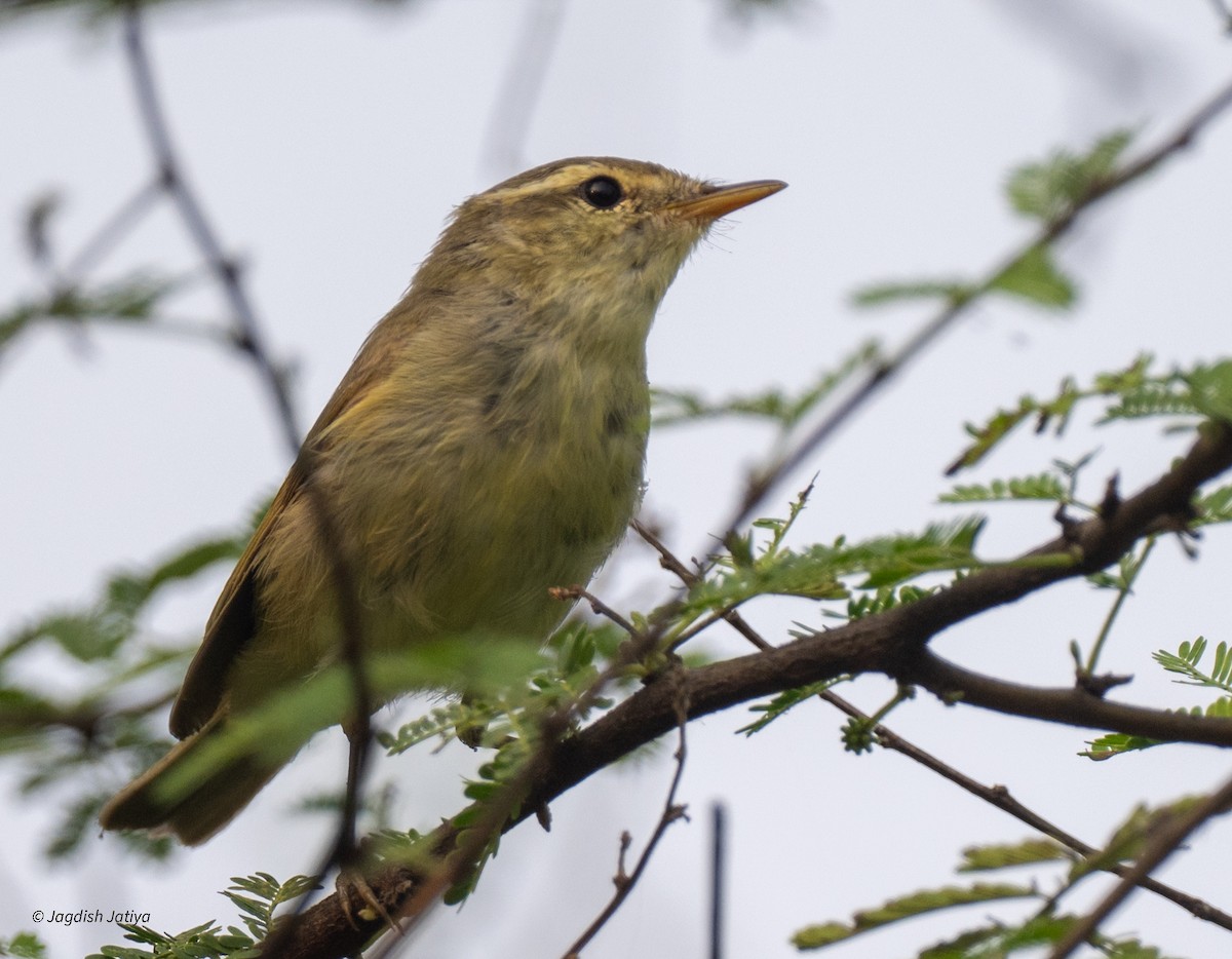 Greenish Warbler - ML643746750