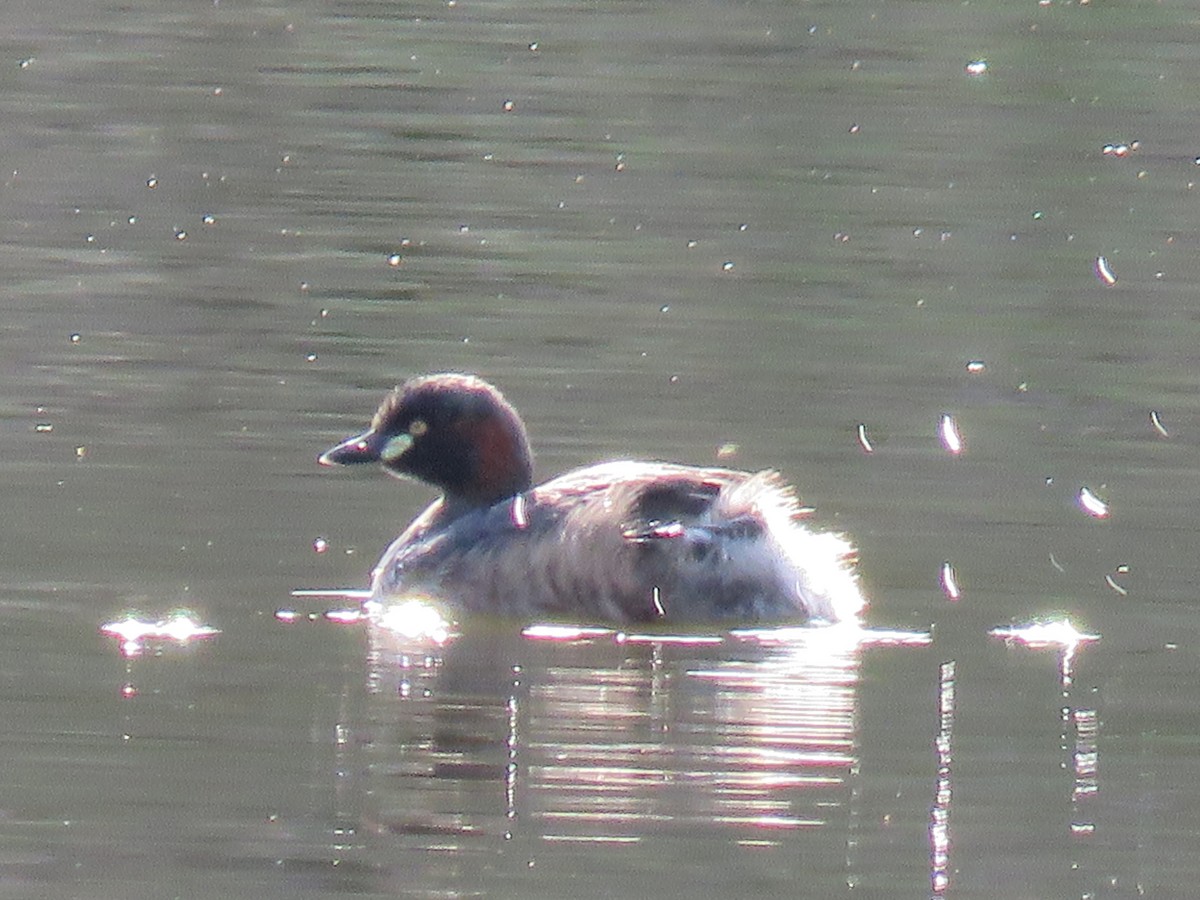 potápka australasijská - ML643746760