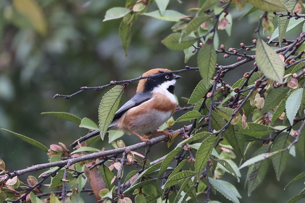 Black-throated Tit - ML643746762