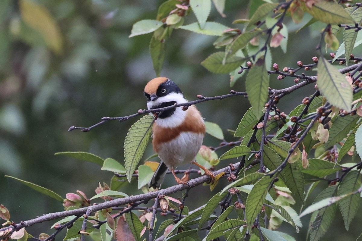 Black-throated Tit - ML643746763