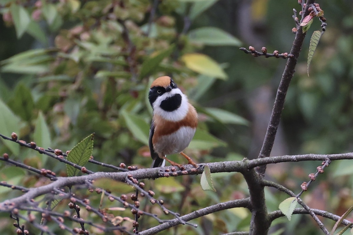 Black-throated Tit - ML643746764